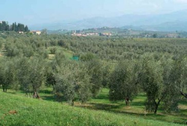 Registro Nazionale dei Paesaggi storici: gli oliveti toscani in gara