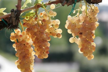 Il progetto “A cent’anni” per la Vernaccia di San Gimignano