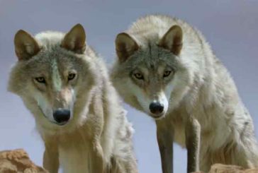 L’attacco dei lupi a Quercegrossa arriva in Parlamento