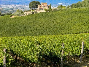 montepulciano valdichiana vigneti