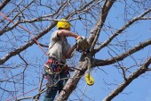 Potature di alberi: si comincia da Taverne e San Prospero