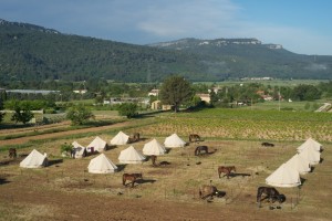 TransHumance Cuges à St Victoire