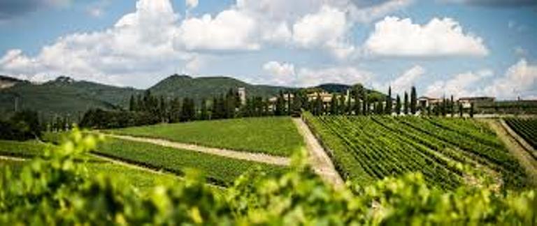 Tappa nel vigneto sperimentale di Agricola San Felice