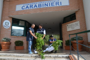 Due giovani denunciati dai Carabinieri per coltivazione di marijuana