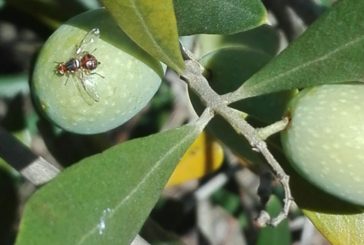 Mosca olearia: l’allarme della Cia