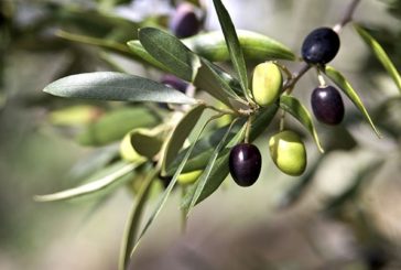 Olio: con il caldo torna la mosca. Per gli agricoltori è una corsa contro il tempo