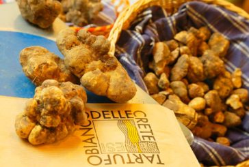 Tartufo delle Crete: salgono prezzo e qualità