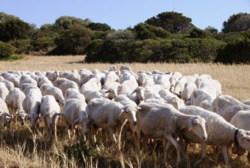 #SalvaUnPastore: un aiuto ai terremotati e agli allevatori