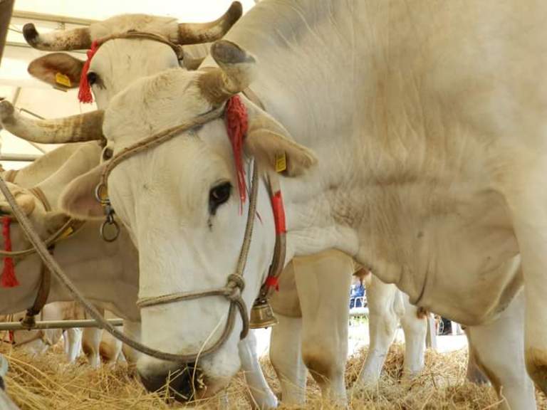 Fiera dell’Agricoltura di Montepulciano: tutto il programma