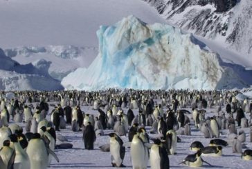 Tracciati gli spostamenti dei predatori marini antartici