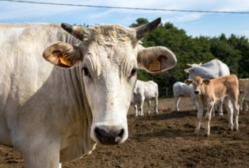 La Chianina perfetta: ecco il vademecum per gli allevatori