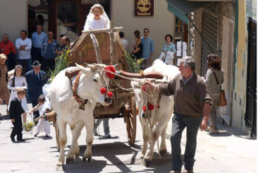 “La valle del Gigante Bianco”, torna la grande festa della chianina