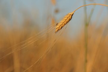 La salute a tavola: come scegliere cereali e pasta?