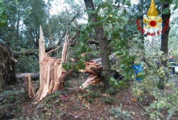 Mati (Confagricoltura): “Gli alberi cadono per la mancata cura non per il maltempo”