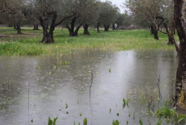 Confagricoltura Toscana: “Maltempo: già 5 milioni di danni”