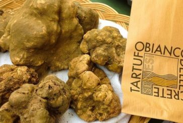 Tartufo delle Crete Senesi a 2mila euro al kg, ma il prezzo potrebbe scendere