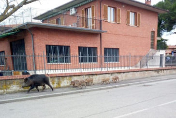 Cinghiali nei centri abitati: allarme Coldiretti