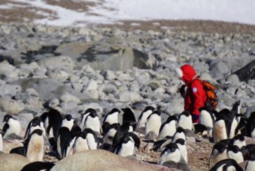 Antartide: i mutamenti dell’ecosistema mettono a rischio i pinguini