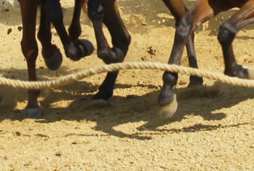 Le altre mosse del Palio del 2 luglio