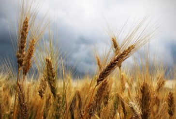 Coldiretti Toscana: “Trebbiatura del grano nel vivo. Raccolto giù del 15%”