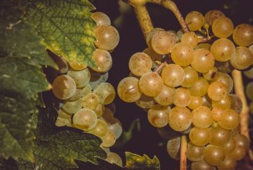 Friuli terra di vini: in Italia e nel mondo le eccellenze sono apprezzate ovunque