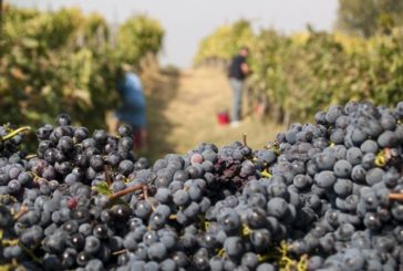 Vendemmia: nella patria del Vino Nobile di Montepulciano è per tutti