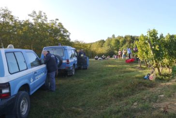 Montepulciano: riscontrate irregolarità durante la raccolta dell’uva