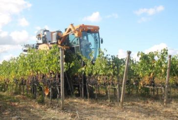 La vendemmia e’ meno poetica con le raccoglitrici meccaniche