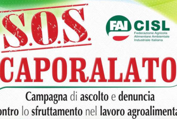 Lavoro agricolo: attivato il numero verde “SOS Caporalato”