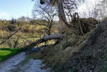 Colle: il terrore corre sulla strada tra i pini