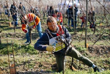 Rinviato il 2° Festival del Potatore della vite