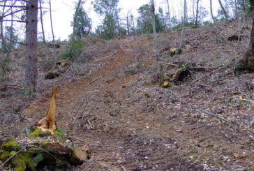 Taglio del bosco sulla Montagnola: Grig vuol vedere le autorizzazioni