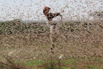 L’ottava piaga d’Egitto: l’invasione delle locuste