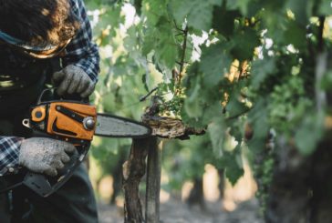 La scuola italiana di Potatura della vite avvia i corsi di dendrochirurgia