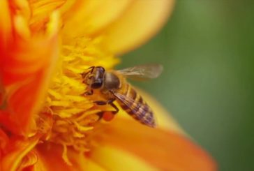 Madre Terra – Il coronavirus fa bene all’ambiente