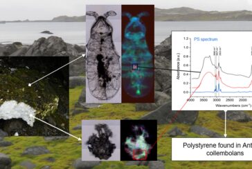 Ecosistemi a rischio in Antartide a causa delle microplastiche