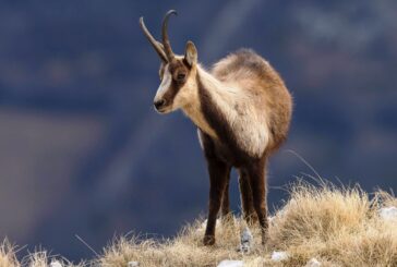 Studio Unisi-Unipv: il camoscio appenninico a rischio di estinzione