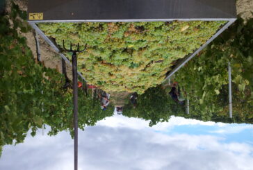 Inizia la vendemmia della Vernaccia di San Gimignano