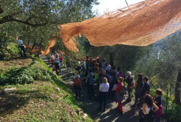 Chiusi: domenica la Camminata tra gli Olivi