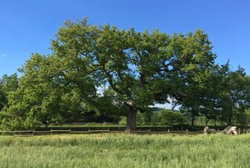 Coldiretti Toscana: “Sono 78 gli alberi monumentali censiti in Regione