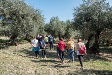 Castellina: domenica appuntamento con la Camminata tra gli Olivi