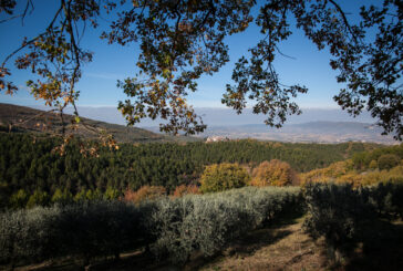 Dall’Umbria la cultura dell’Olio con Ercole Olivario 2021