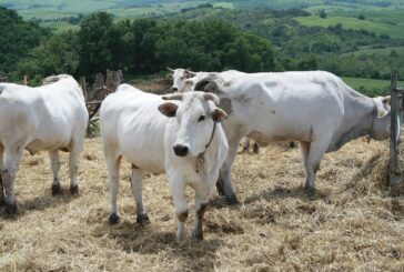 Il Vitellone Bianco ‘si mette in posa’ per i fotografi di tutta Italia