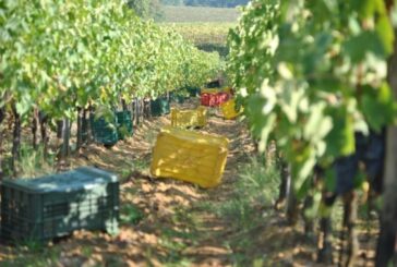 Vino Nobile di Montepulciano: al via la prima vendemmia delle “Pievi”