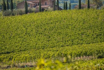 Il Consorzio Nobile di Montepulciano punta a una crescita sostenibile