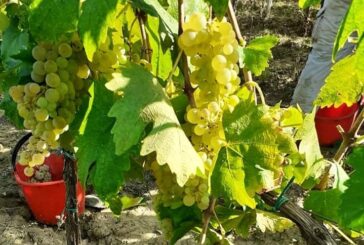 San Gimignano: al via la vendemmia della Vernaccia