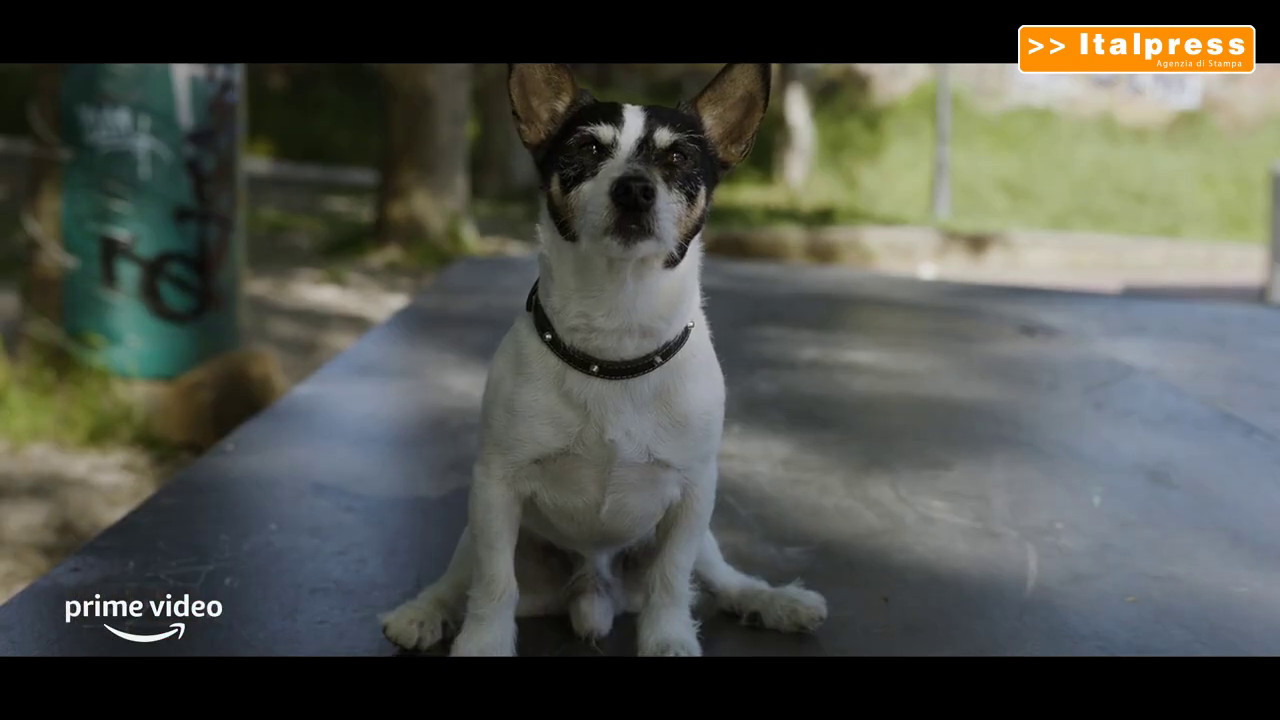 Anni Da Cane Il Trailer Il Cittadino Online