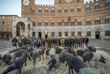 La cinta senese torna in Campo