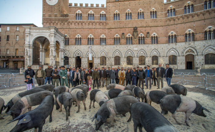 La cinta senese torna in Campo