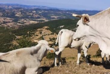 “Fotografi…Amo il Vitellone Bianco”: obiettivi puntati su filiera e qualità